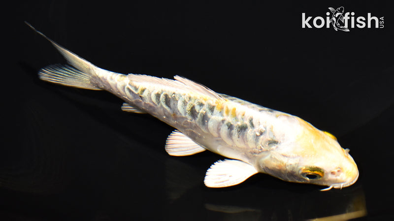5" DOITSU KUJAKU