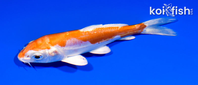 4.75" KIKUSUI