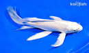 9" PLATINUM OGON BUTTERFLY