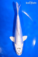 5.5" LEATHER GIN MATSUBA