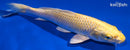 9" YAMABUKI OGON