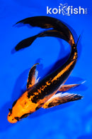 8.25" ARAGOKE BENI KIKOKURYU BUTTERFLY