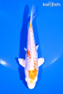 5.5" ARAGOKE KIKUSUI