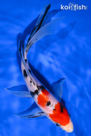 8" SANKE BUTTERFLY