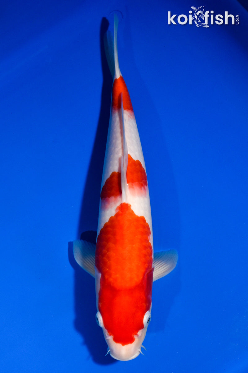 13" SANDAN KOHAKU