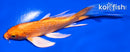 5" ORENJI OGON BUTTERFLY