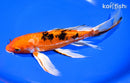 9.5" DOITSU ORENJI BEKKO BUTTERFLY