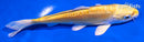 6" DOITSU YAMABUKI OGON