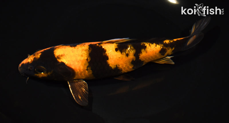 8" KIN HI UTSURI