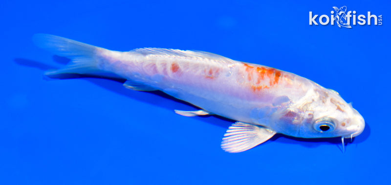 5.5" KIKUSUI