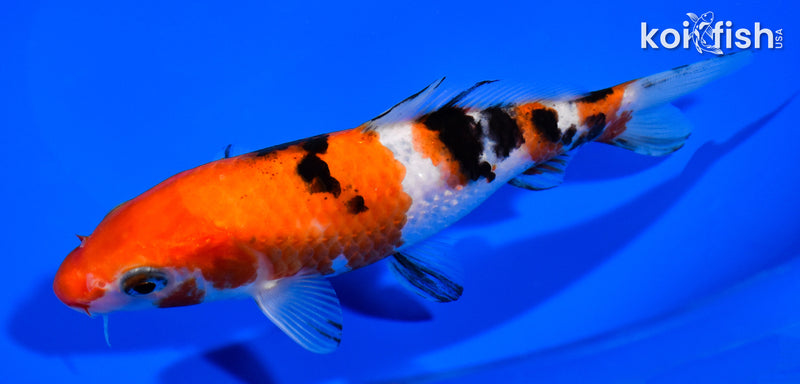 5.75" SANKE
