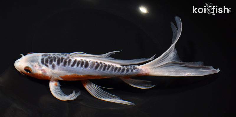 8.75" SHUSUI BUTTERFLY