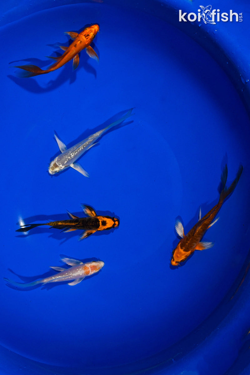 PACK OF (5) 3-4" BUTTERFLY KOI