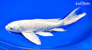 9" DOITSU PLATINUM OGON BUTTERFLY