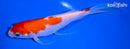 5.75" KOHAKU BUTTERFLY