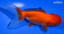 5" ORANDA GOLDFISH