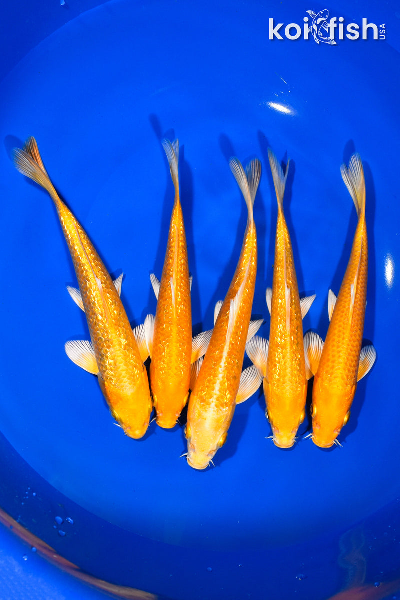 PACK OF (5) 5.75"-6.25" OGON KOI