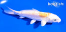 5" DOITSU LEMON HARIWAKE