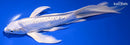 8.75" DOITSU PLATINUM OGON BUTTERFLY