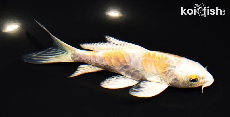 5.75" ARAGOKE LEMON HARIWAKE BUTTERFLY