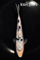 6" SHIRO BEKKO