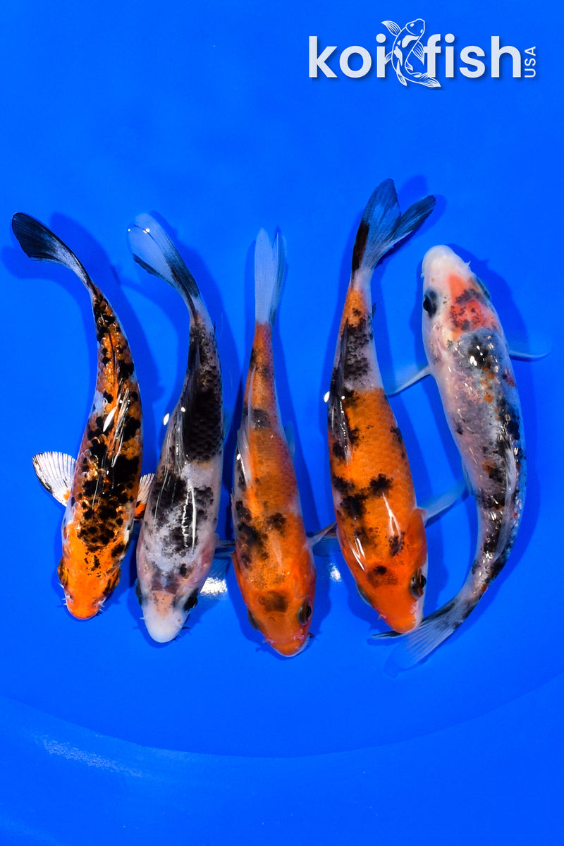 PACK OF (5) 3.75-4" STANDARD KOI