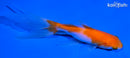 5" WATONAI GOLDFISH