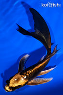 5.5" BENI KIKOKURYU BUTTERFLY