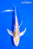 4.75" GINRIN LEMON HARIWAKE BUTTERFLY