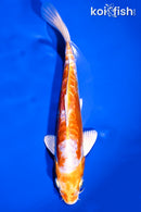 8.75" KIKUSUI