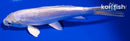 5.5" DOITSU PLATINUM OGON
