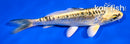 4.5" KIN KIKOKURYU