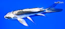 5.25" KIKOKURYU BUTTERFLY