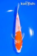 7" KOHAKU