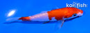 4" KOHAKU
