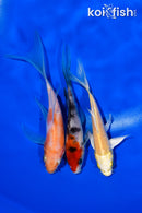 PACK OF (3) 4-5" BUTTERFLY KOI