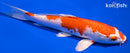 7.75" KUCHIBENI HARIWAKE
