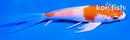 4.5" HARIWAKE BUTTERFLY