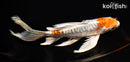 7.25" HEISEI NISHIKI BUTTERFLY