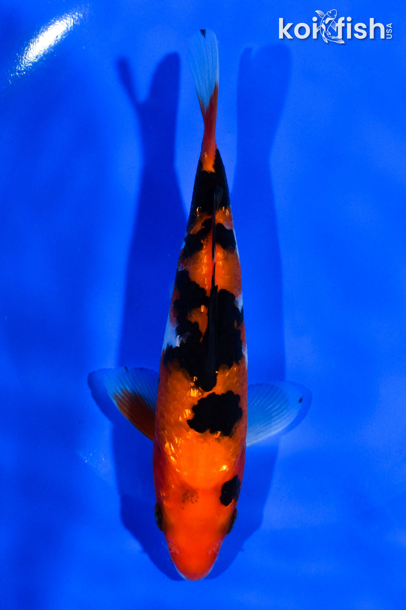 5.5" GINRIN SANKE