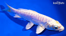6.5" DOITSU HARIWAKE