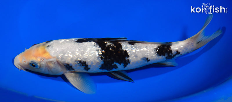 8" GINRIN SHIRO BEKKO