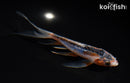 5.75" HI SHUSUI BUTTERFLY