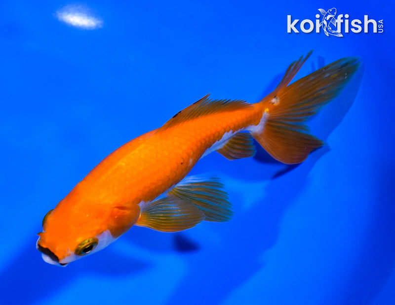5.75" WATONAI GOLDFISH