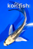 5" GINRIN KI MATSUBA BUTTERFLY