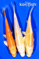 6.25 - 6.75" PACK OF (3) STANDARD KOI