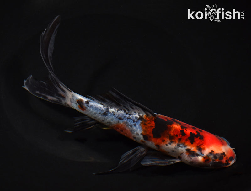 7.25" SHUBUNKIN GOLDFISH