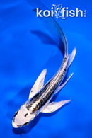 4.5" GINRIN YAMABUKI OGON