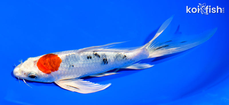 7.5" YAMATO NISHIKI BUTTERFLY