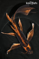 9.75" BENI KIKOKURYU BUTTERFLY